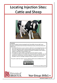 clinical skills instruction booklet cover page, Locating Cattle and Sheep Injection Sites